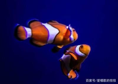 魚缸降溫對水質的影響：魚缸降溫對水質有影響嗎？