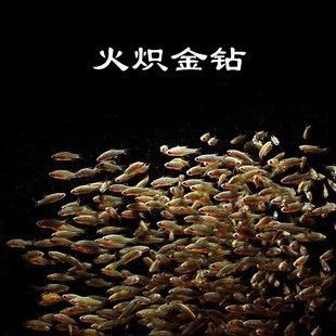 銀河星鉆魚市場供需關系（銀河星鉆魚價格波動趨勢）