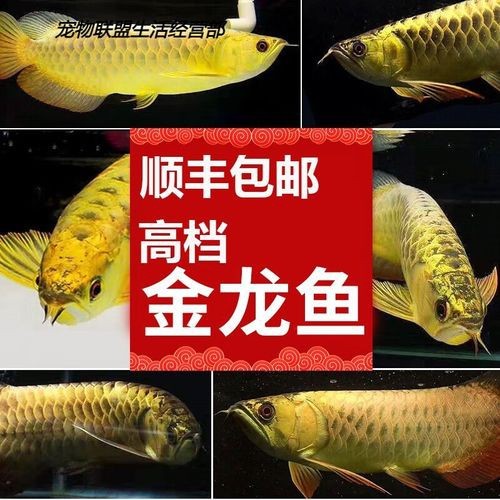 哪些品種的金龍魚最稀有？ 哪些品種的金龍魚最稀有？ 龍魚百科 第3張