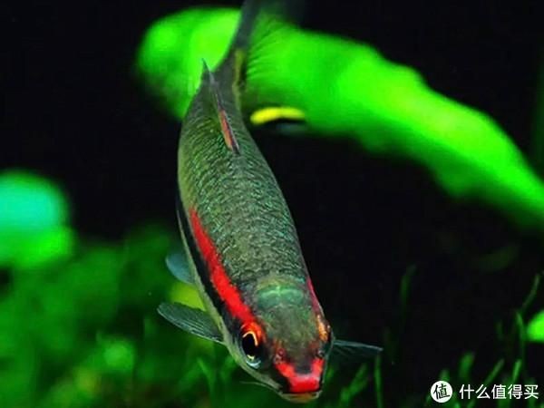一眉道人魚適宜水溫范圍（一眉道人魚適宜的水溫范圍）