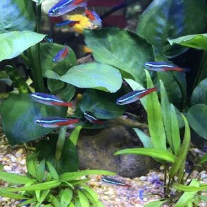 常見的淡水觀賞魚小魚有哪些：常見的淡水觀賞魚