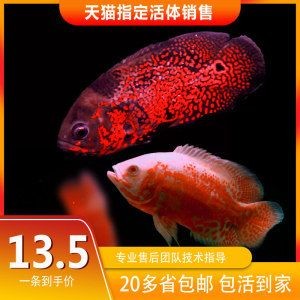 常見的淡水觀賞魚小魚有哪些：常見的淡水觀賞魚