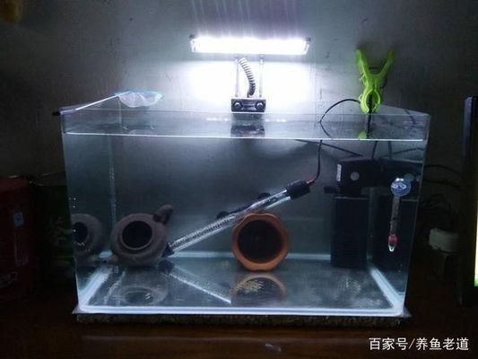 魚缸加熱棒好不好:如何選擇合適的魚缸加熱棒 魚缸百科 第3張 魚缸加熱棒好不好:如何選擇合適的魚缸加熱棒 魚缸加熱棒好不好:如何選擇合適的魚缸加熱棒 魚缸百科 第3張