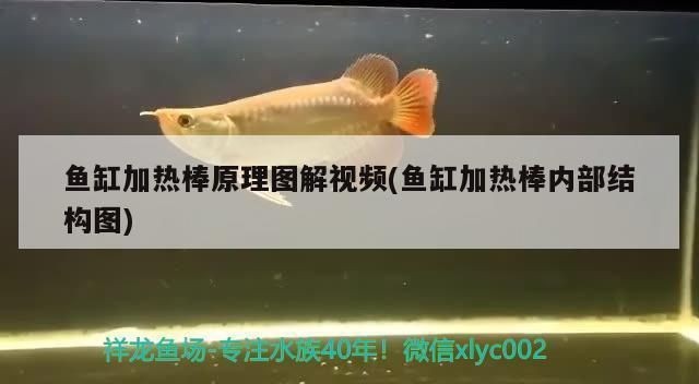 魚缸加熱棒好不好:如何選擇合適的魚缸加熱棒 魚缸百科 第5張 魚缸加熱棒好不好:如何選擇合適的魚缸加熱棒 魚缸加熱棒好不好:如何選擇合適的魚缸加熱棒 魚缸百科 第5張