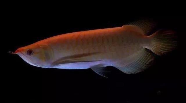 紅眼白子金龍魚（紅眼白子金龍魚市場真偽辨別技巧紅眼白子金龍魚市場真偽辨別）