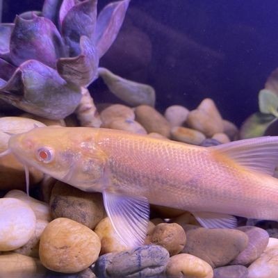 紅眼白子金龍魚（紅眼白子金龍魚市場真偽辨別技巧紅眼白子金龍魚市場真偽辨別）
