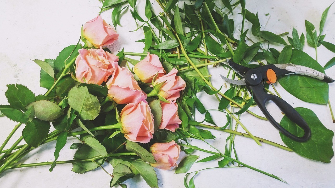 鐵西區(qū)草木軒鮮花店(鐵西區(qū)草木軒鮮花店地址) 全國水族館企業(yè)名錄 第2張 鐵西區(qū)草木軒鮮花店(鐵西區(qū)草木軒鮮花店地址) 鐵西區(qū)草木軒鮮花店(鐵西區(qū)草木軒鮮花店地址) 全國水族館企業(yè)名錄 第2張