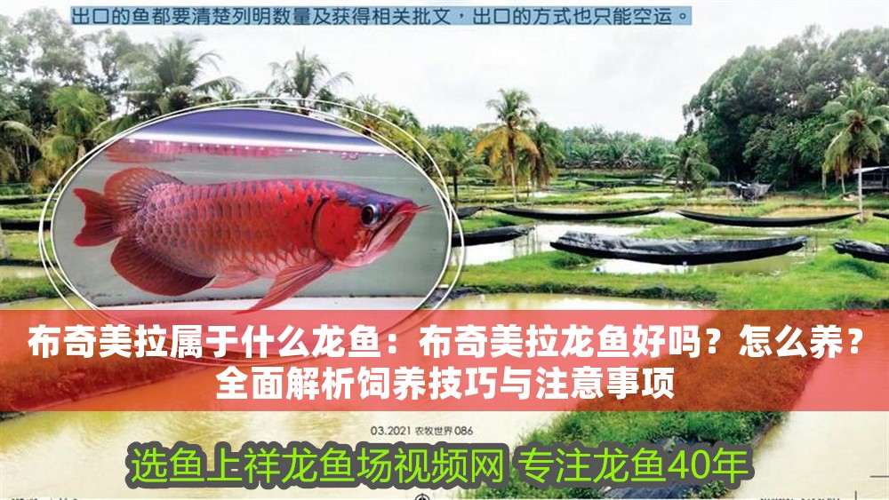 布奇美拉屬于什么龍魚：布奇美拉龍魚好嗎？怎么養？全面解析飼養技巧與注意事項