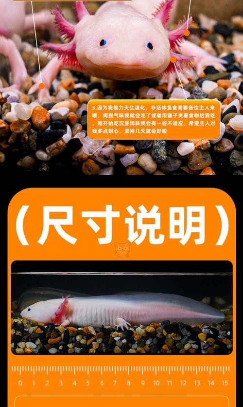 恐龍魚有多少種品種圖片