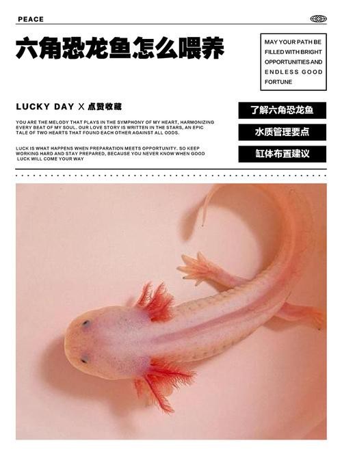 恐龍魚有多少種品種圖片