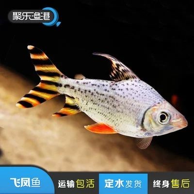 龍魚定水是什么意思：龍魚定水是一個確保魚兒適應新水質環境的過程中的重要步驟
