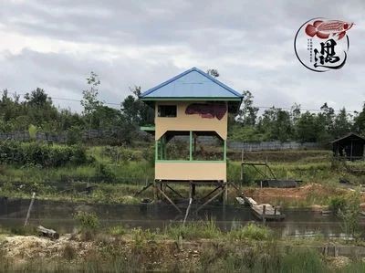 龍魚定水是什么意思：龍魚定水是一個確保魚兒適應新水質環境的過程中的重要步驟