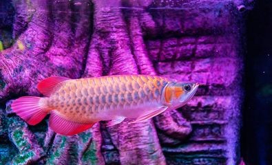 龍魚外寄生蟲有什么表現和癥狀（龍魚外寄生蟲的癥狀）
