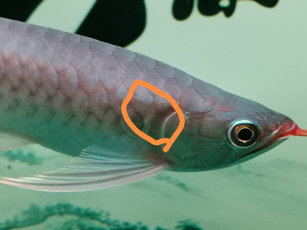 龍魚外寄生蟲有什么表現和癥狀（龍魚外寄生蟲的癥狀）