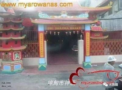 aga龍魚品牌：aga龍魚品牌產品牌介紹