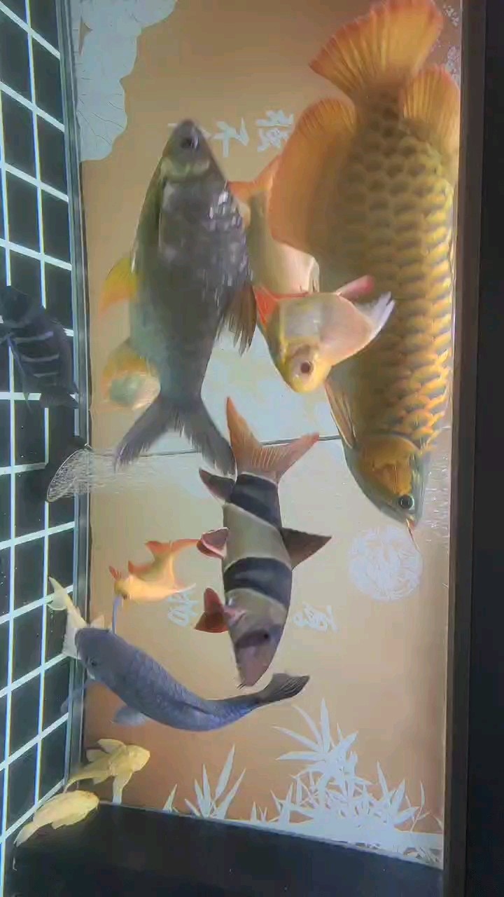 給大魚缸換水的作文:體驗給大魚缸換水的樂趣:體驗給大魚缸換水:給大魚缸換水的作文 6月15日,父親節。 龍魚論壇 6月15日,父親節。 6月15日,父親節。 龍魚論壇