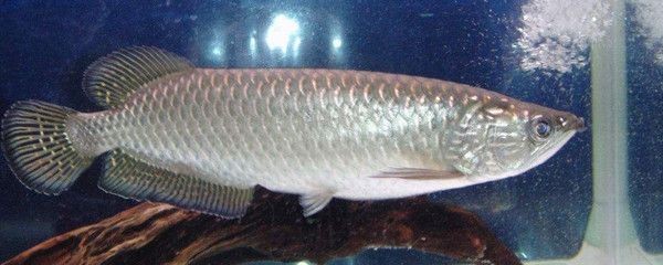 天<strong><mark>津市</mark></strong>薊州區海洛水族館（天<strong><mark>津市</mark></strong>薊州區海洛水族館電話）