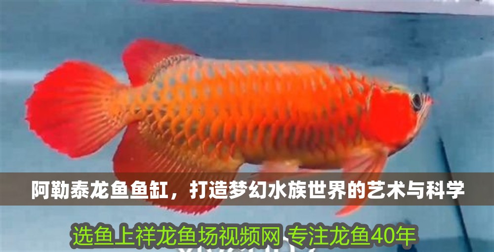 <strong><mark>阿勒泰</mark></strong>龍魚魚缸，打造夢幻水族世界的藝術與科學