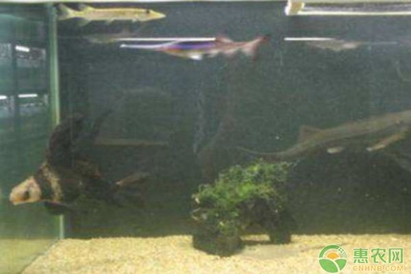 魚缸水渾濁的解決方法：底濾魚缸水渾濁怎么辦 魚缸水渾濁的解決方法：底濾魚缸水渾濁怎么辦 魚缸百科 第3張
