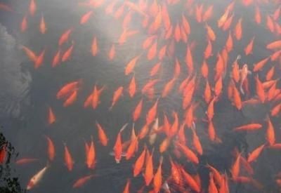 紅鯉魚魚缸水溫調(diào)節(jié)到22-24度，水溫調(diào)節(jié)到22-24度：如何科學(xué)調(diào)節(jié)紅鯉魚的水溫 紅鯉魚魚缸水溫調(diào)節(jié)到22-24度，水溫調(diào)節(jié)到22-24度：如何科學(xué)調(diào)節(jié)紅鯉魚的水溫 魚缸百科 第2張