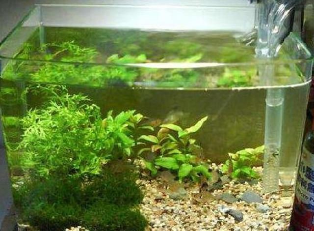 魚缸里長青苔怎么處理小妙招（魚缸里長青苔怎么處理）