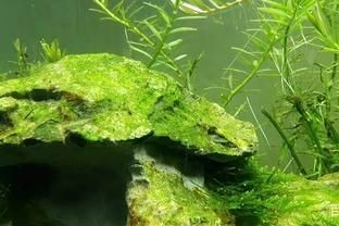 魚缸里長青苔怎么處理小妙招（魚缸里長青苔怎么處理）