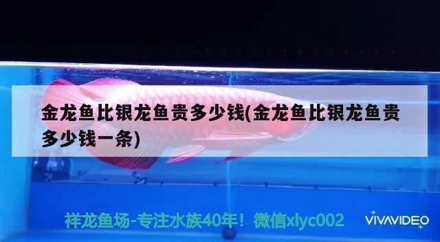 龍魚魚苗批發價格，龍魚魚苗批發價格一般多少錢