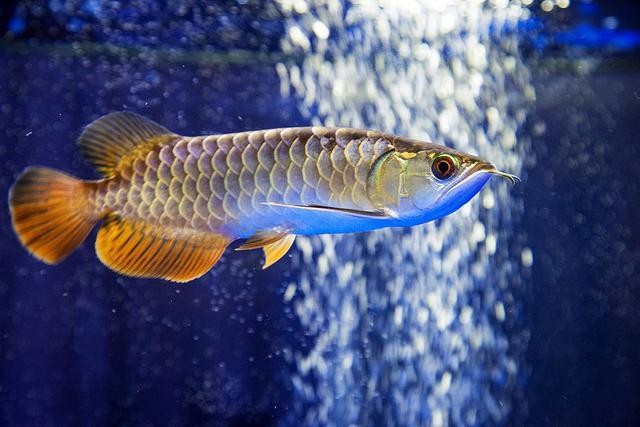 洛陽市洛龍區新月水族漁具店（洛陽市洛龍區新月水族漁具店電話）