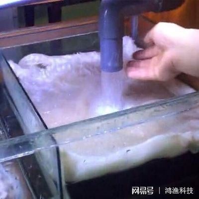 海豚魚缸水質(zhì)澄清劑怎么用：海豚魚缸水質(zhì)澄清劑怎么用海豚魚缸水質(zhì)澄清劑的使用方法