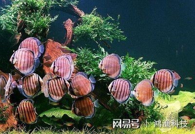 海豚魚缸水質(zhì)澄清劑怎么用：海豚魚缸水質(zhì)澄清劑怎么用海豚魚缸水質(zhì)澄清劑的使用方法