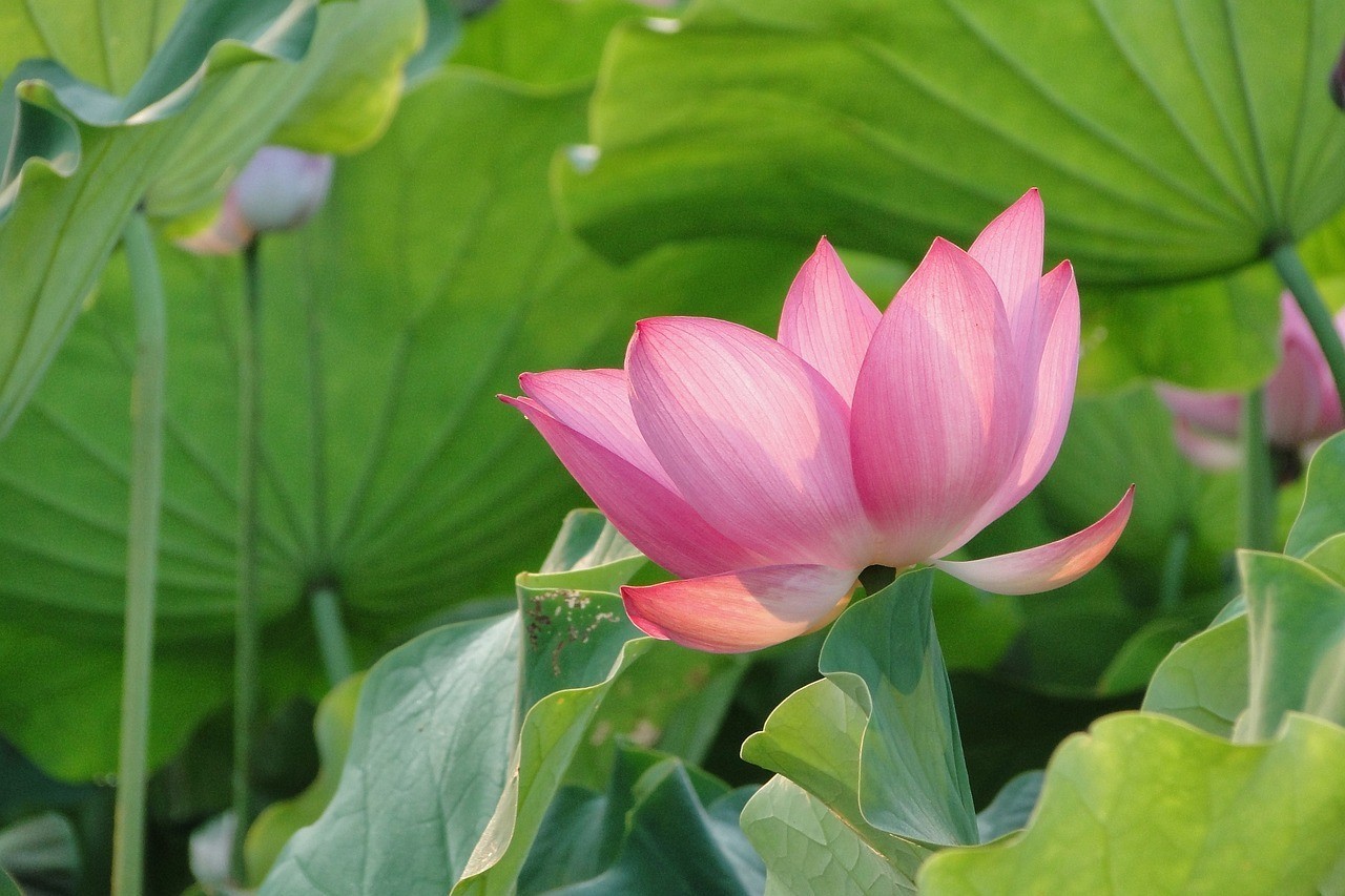 墾區(qū)紅興隆五九七農(nóng)場平安富貴花卉店