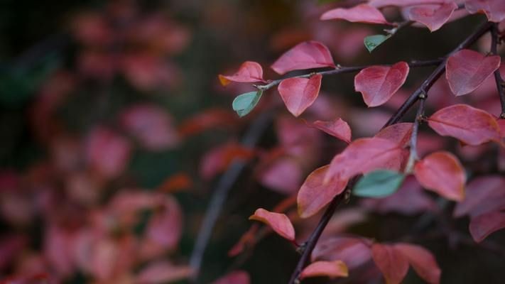 魚缸里長紅色的是什么：魚缸中紅色物體的種類繁多可能是珊瑚、藻類或魚卵等自然生長物