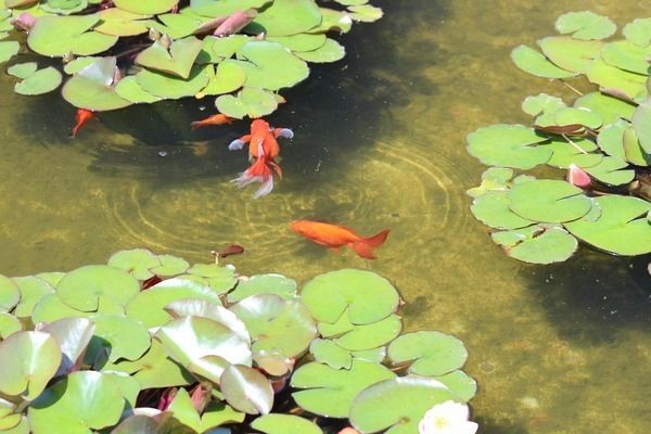 魚缸里長紅色的是什么：魚缸中紅色物體的種類繁多可能是珊瑚、藻類或魚卵等自然生長物