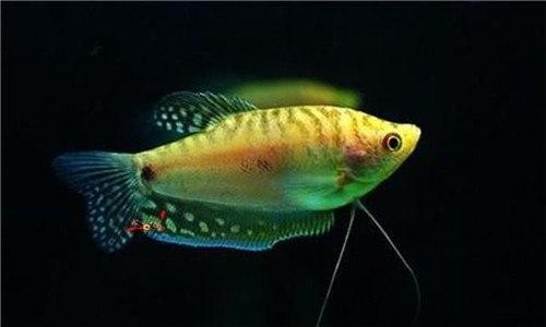 黃龍魚藍龍魚 黃龍魚藍龍魚 龍魚百科 第4張