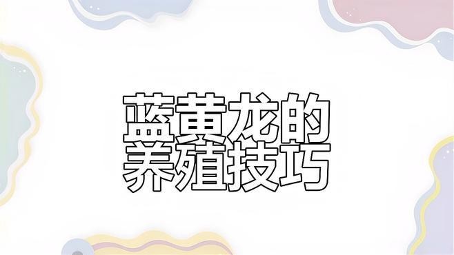 黃龍魚藍龍魚 黃龍魚藍龍魚 龍魚百科 第1張