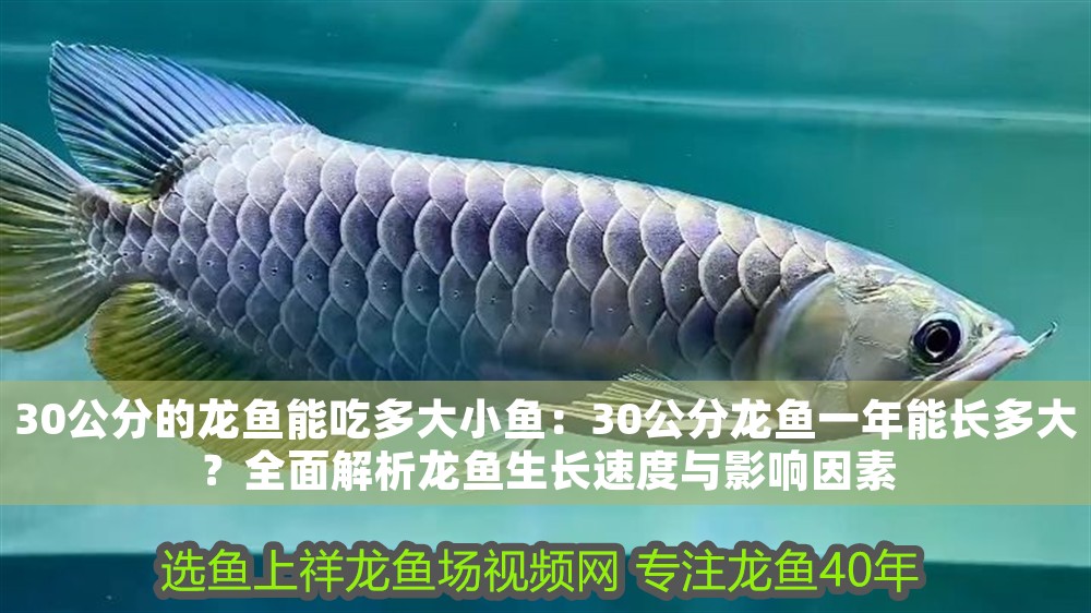 30公分的龍魚能吃多大小魚：30公分龍魚一年能長多大？全面解析龍魚生長速度與影響因素
