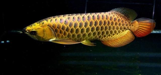 龍魚游在上面：龍魚游在上面可能是由于多種原因造成的