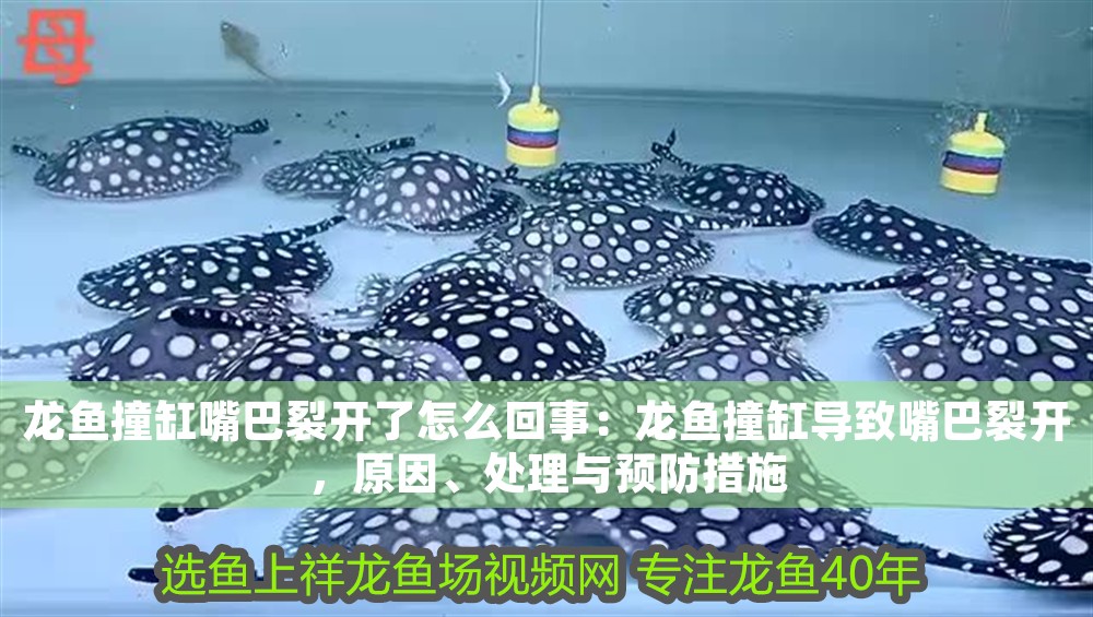 龍魚撞缸嘴巴裂開了怎么回事：龍魚撞缸導致嘴巴裂開，原因、處理與預防措施