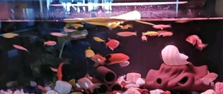 魚缸m560智能數顯板使用教學視頻：魚缸m560智能數顯板使用教學