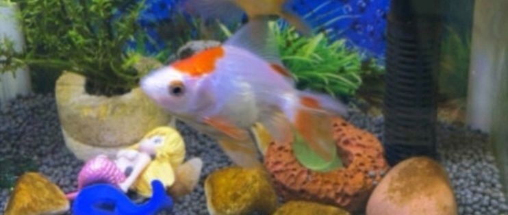 魚缸m560智能數顯板使用教學視頻：魚缸m560智能數顯板使用教學