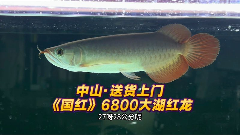 廣東紅龍魚市場在哪里？ 廣東紅龍魚市場在哪里？ 龍魚百科 第2張