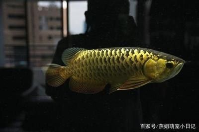 龍魚便宜的多少錢一條啊圖片：龍魚的價格因地區(qū)、品種和大小而異,龍魚的價格波動原因