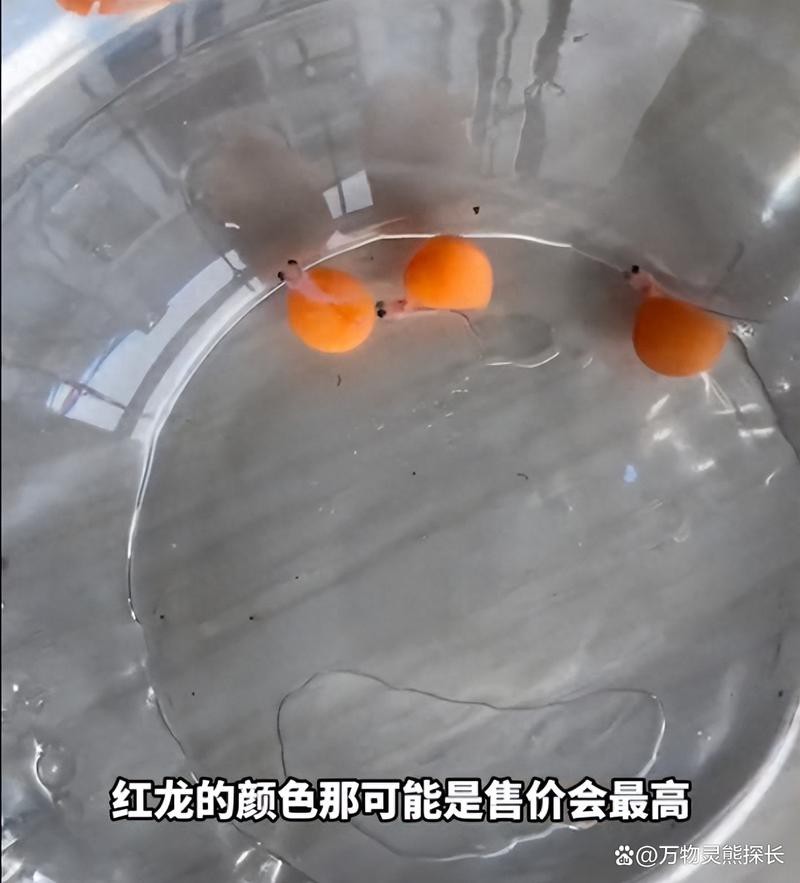 推薦一些可靠的龍魚苗購買渠道