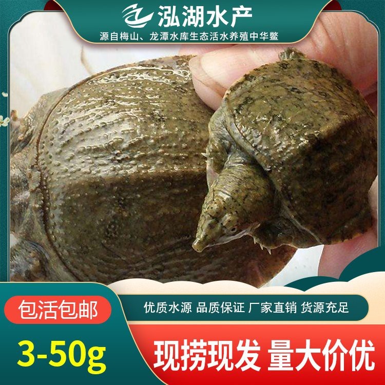 推薦一些可靠的龍魚苗購買渠道