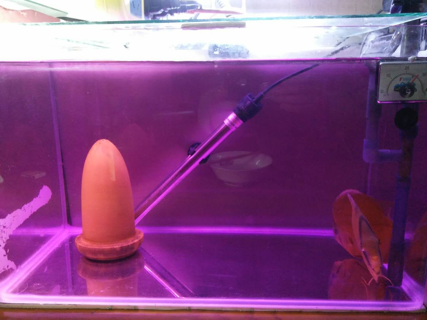 魚缸消毒的具體步驟和注意事項：使用高錳酸鉀進行魚缸消毒的具體步驟和注意事項 魚缸消毒的具體步驟和注意事項：使用高錳酸鉀進行魚缸消毒的具體步驟和注意事項 魚缸百科 第3張