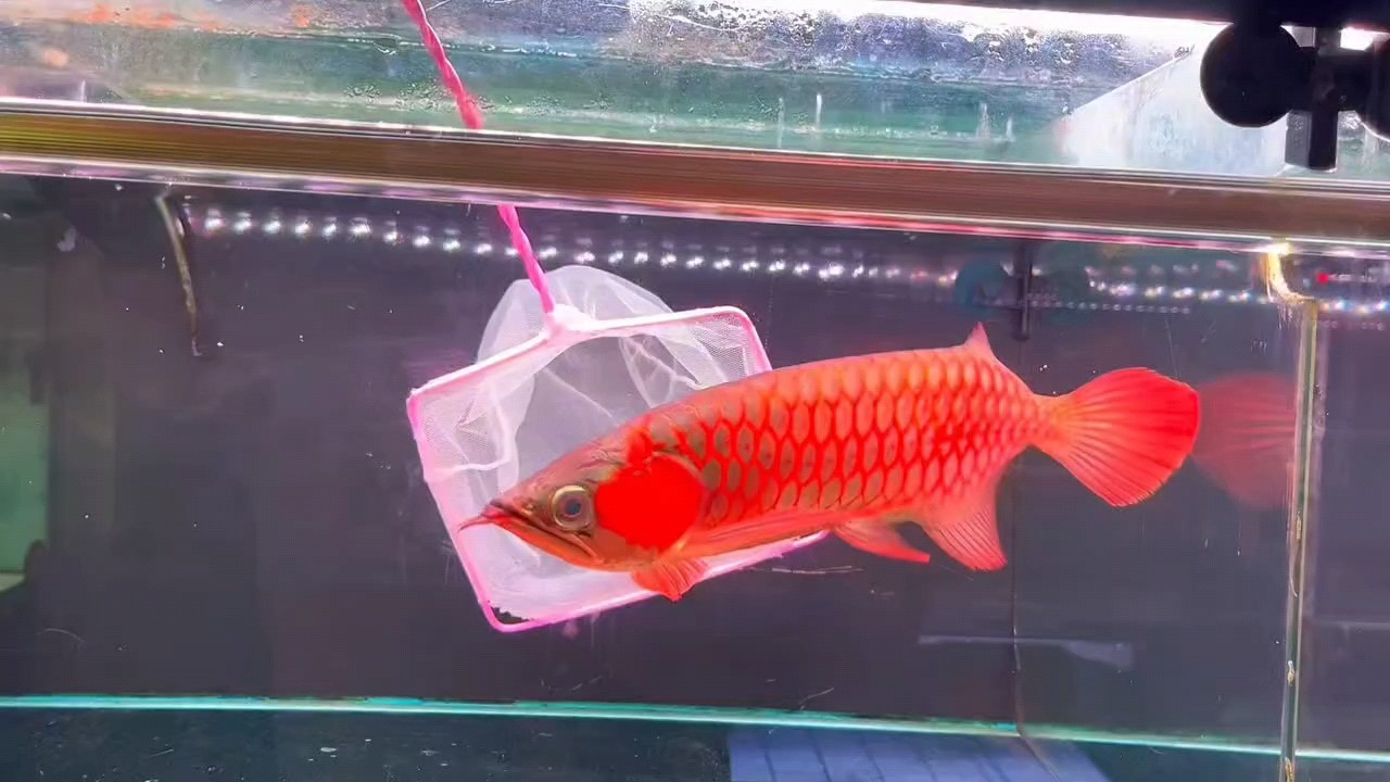 有喜歡超血紅龍的嗎