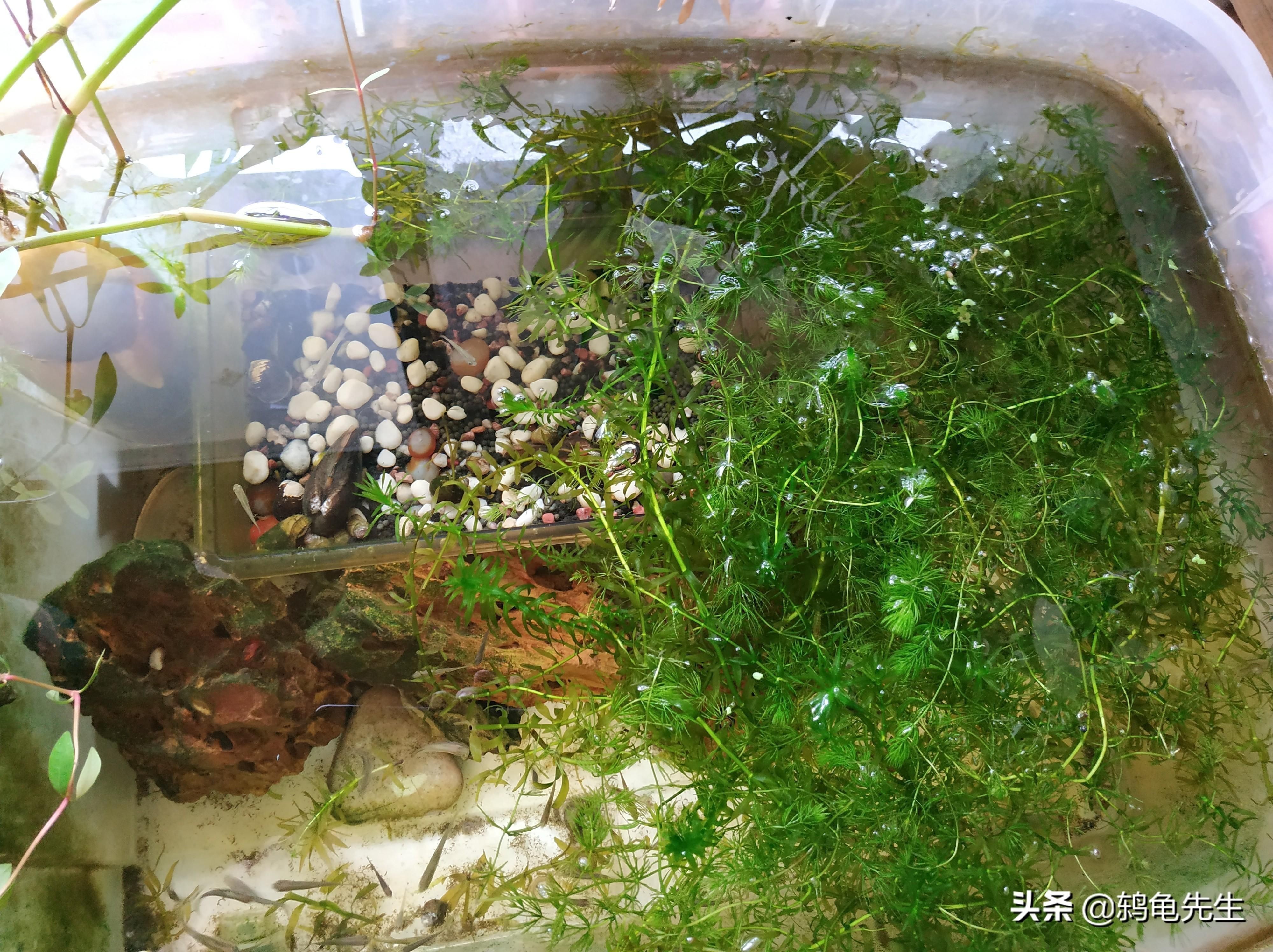 龍魚寄生蟲癥狀對照表，幫你快速識別異常行為，繼續吧，如何判斷龍魚是否感染了寄生蟲？ 龍魚寄生蟲癥狀對照表，幫你快速識別異常行為，繼續吧，如何判斷龍魚是否感染了寄生蟲？ 龍魚百科 第1張