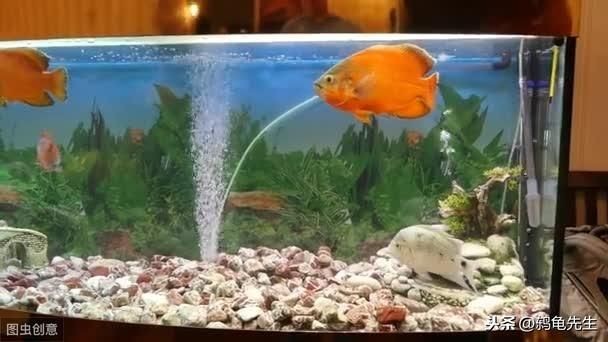 河蚌在魚(yú)缸中的死亡可能由以下幾個(gè)原因造成：河蚌在魚(yú)缸中的死亡：河蚌在魚(yú)缸中死亡可能由以下幾個(gè)原因造成：河蚌在魚(yú)缸中死亡的原因