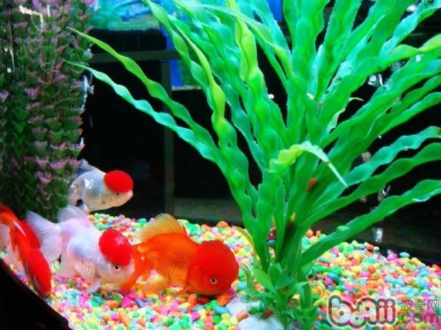 家里的魚缸怎么布置好看（布置魚缸的技巧）