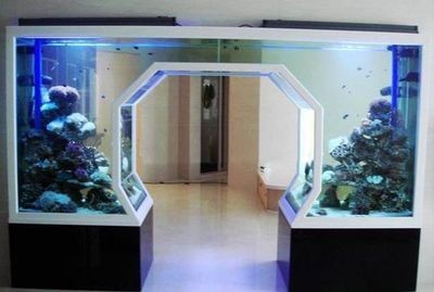 家里的魚缸怎么布置好看（布置魚缸的技巧）